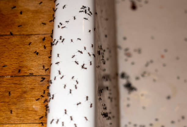 Pest Control for Restaurants in Pierce City, MO