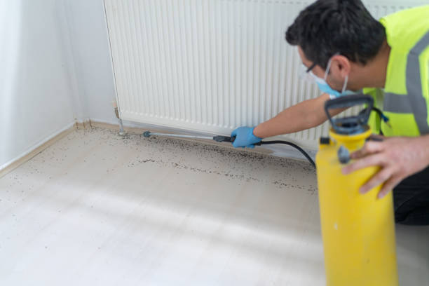 Best Wasp Removal Services  in Pierce City, MO